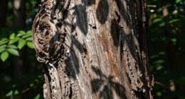 importance of bark orientation