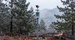 weather stations aid firewood planning