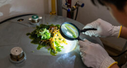 Not All Algae Is Harmless — Here’s When It Becomes a Real Health Threat